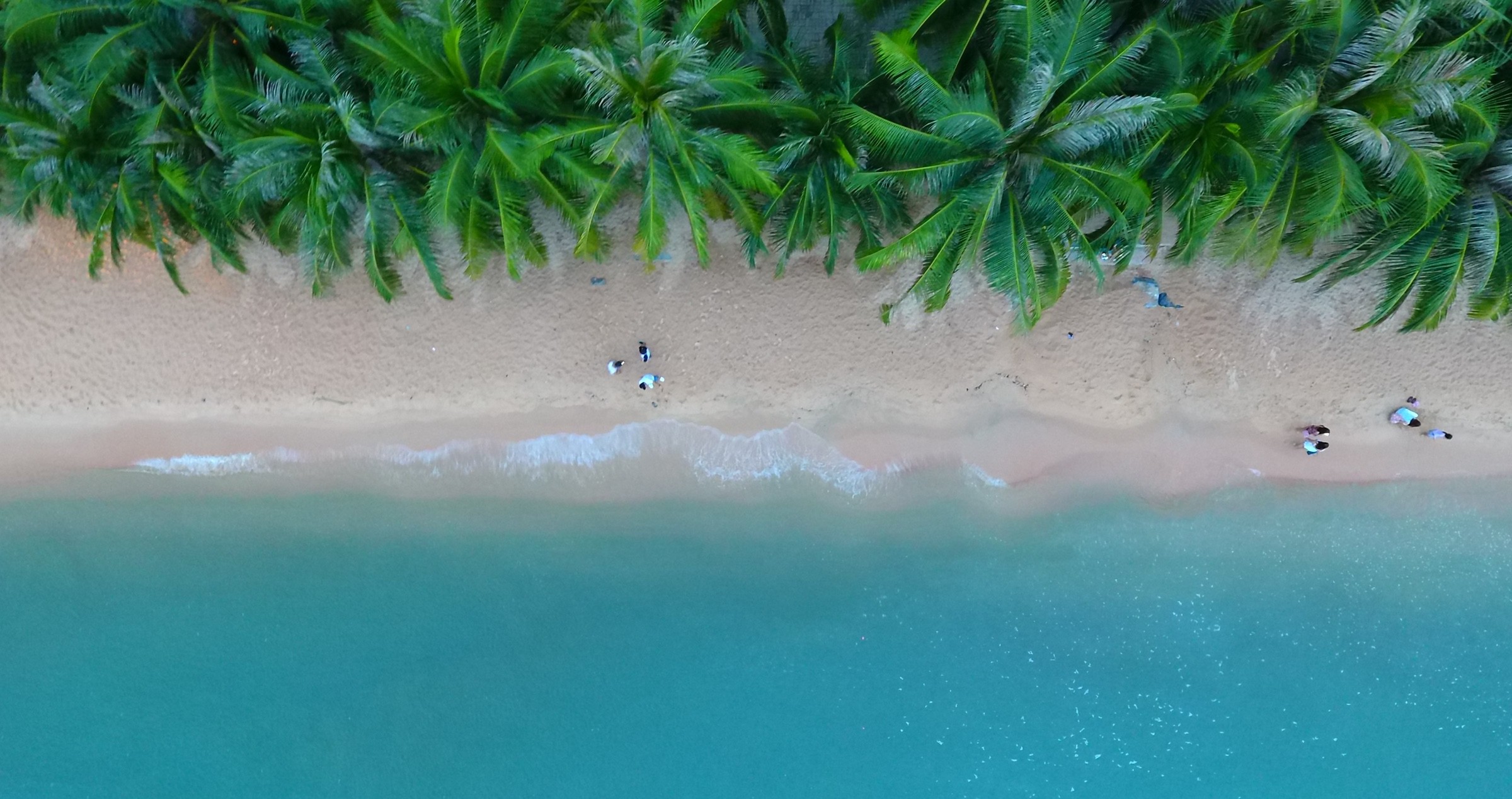Aerial view of a tropical beach with coconut palms and turquoise Atlantic water
