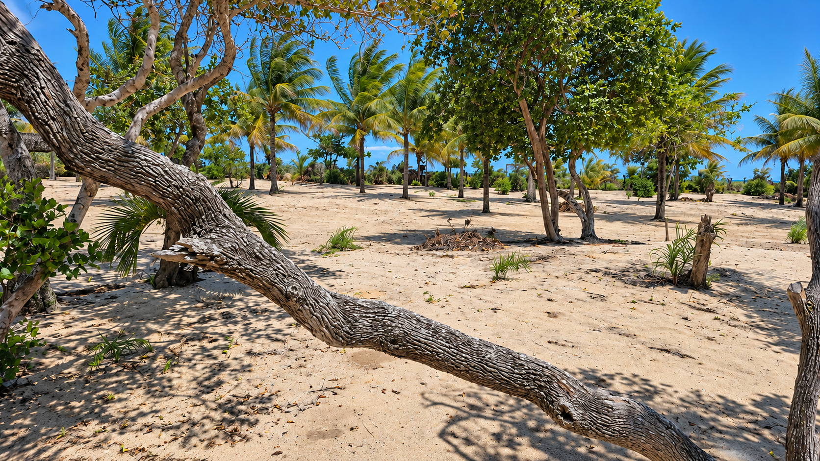Gepflegter Baum- und Palmenbestand auf dem weitläufigen Baugrundstück direkt am Strand in Bahia, Brasilien.