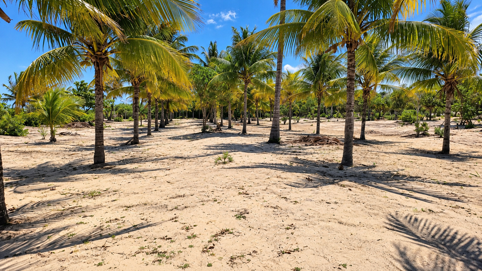 Sehr gepflegtes Strandgrundstück mit tropischem Palmenbestand in Bahia – eine exklusive Investmentimmobilie außerhalb der EU.