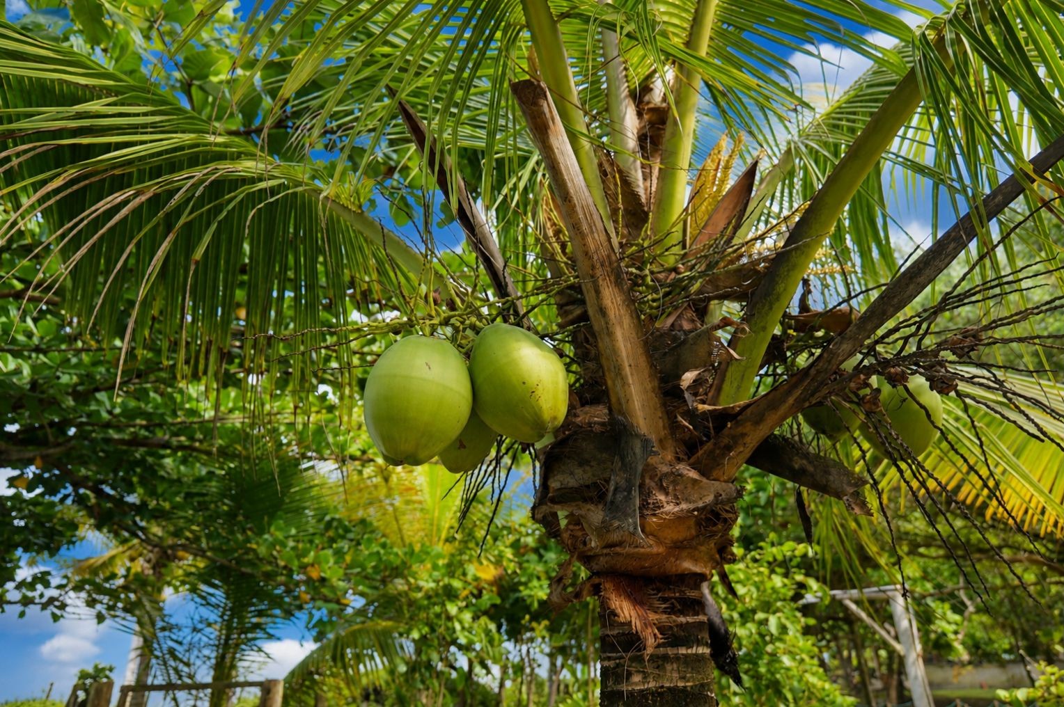 Coconut palm in the tropical garden